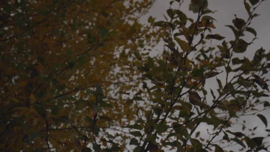 The wind is blowing the leaves on this tree