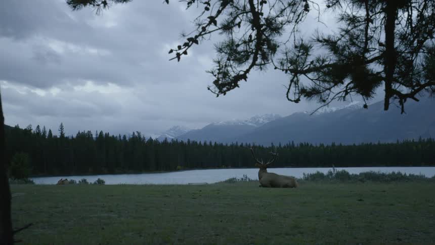 A deer is laying on the grass by a lake