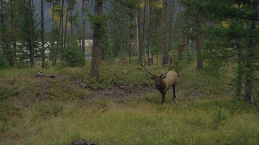 A large elk is walking through a forest
