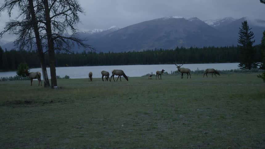Animals graze on the pasture near a lake
