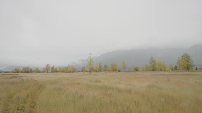 A large field has tall grass with trees ahead