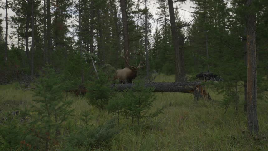 An elk approaches a fallen tree as he walks through the woods