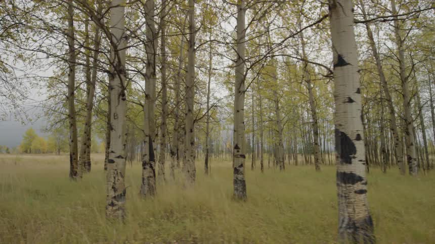This forest has tall grass and many trees