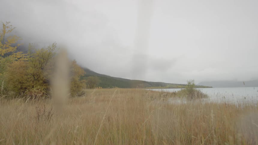 The tall yellow grass leads to a lake covered with fog