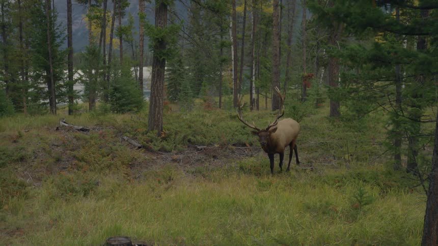 An elk making its way through the woods