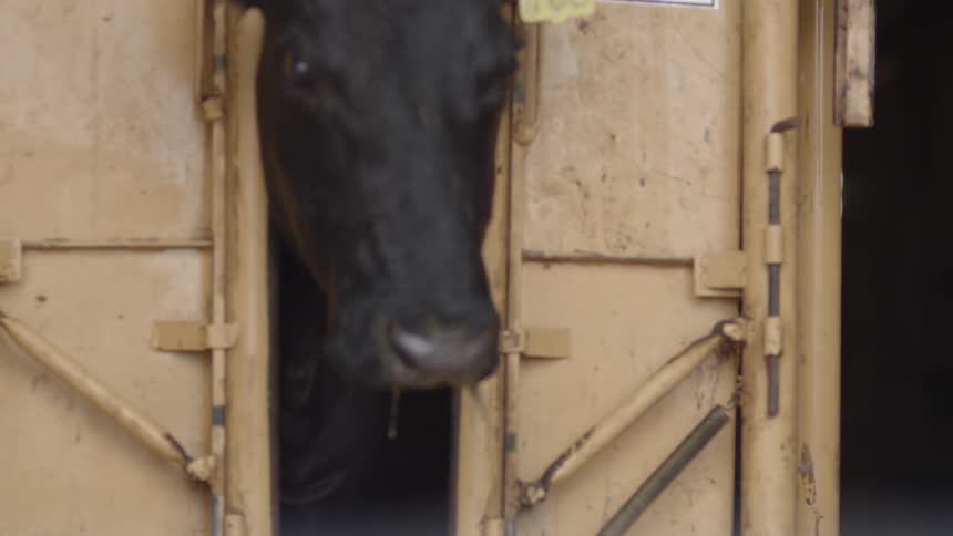 A cow moves it's head forward and a gate closes on it