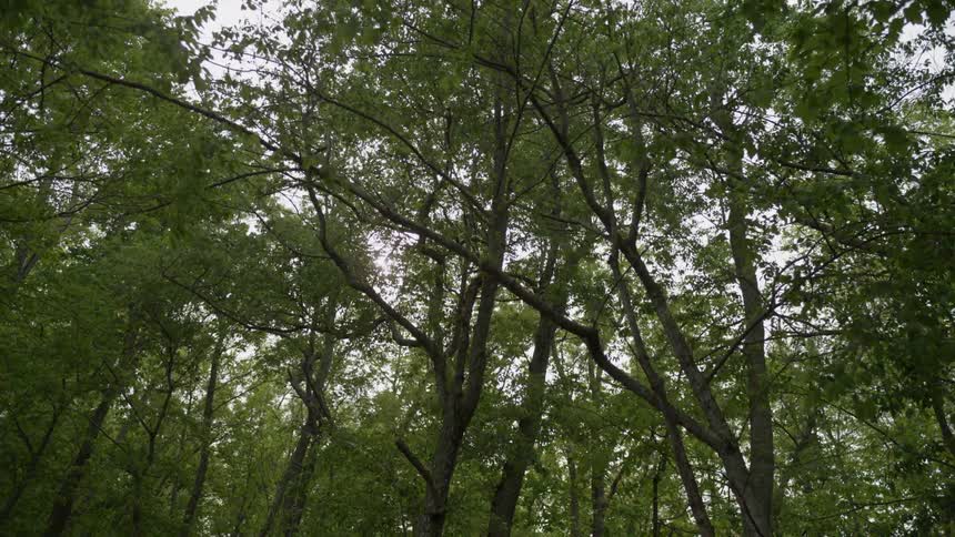 A breeze rustling tree leaves