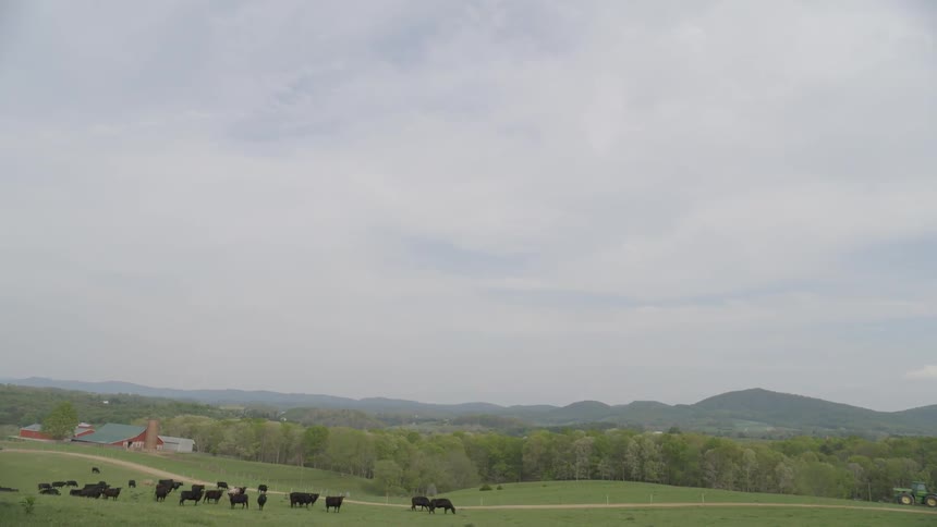 The pasture ahead has cows on it