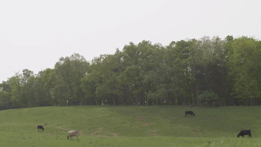 Cows are grazing on the hills near a forest
