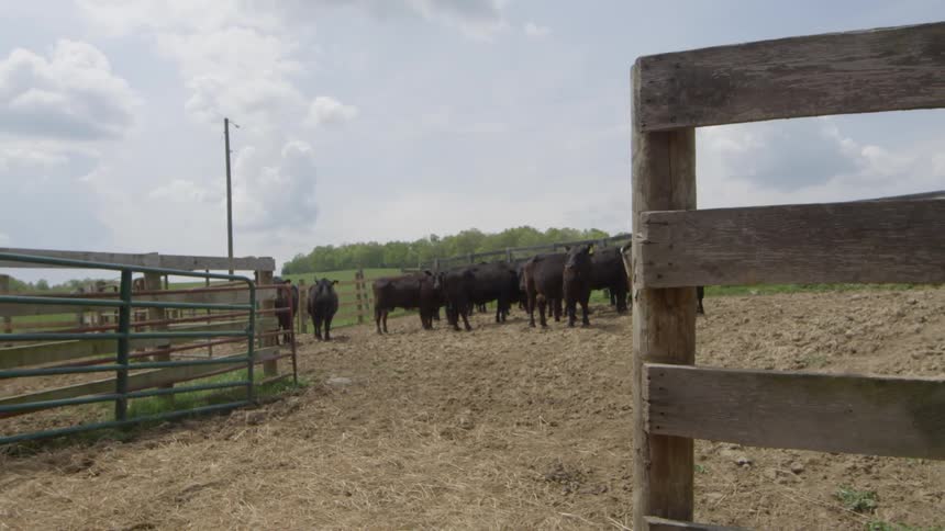 A herd of cows are behind a fence
