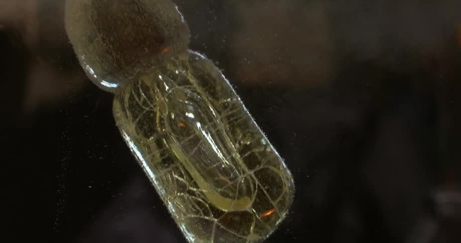 A piece of glass being submerged in water on a glazier workshop