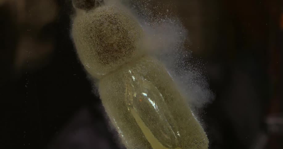 Piece of hot glassware submerged in water to cool off