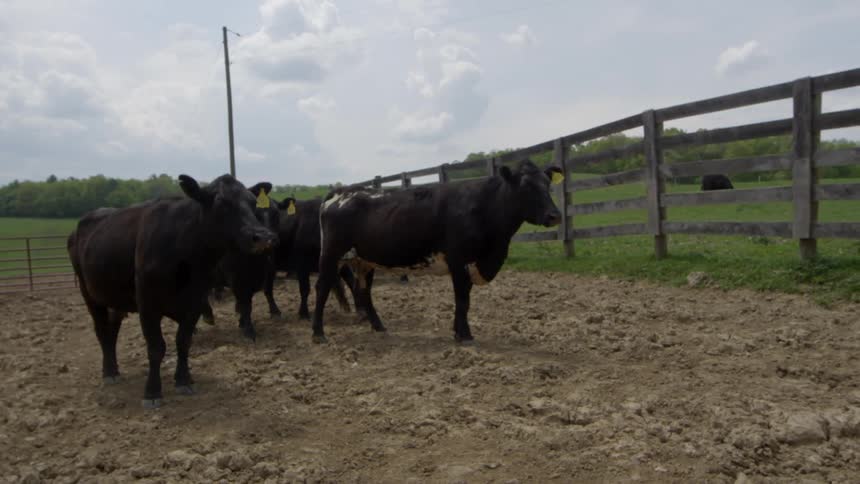 Cows are standing together behind a wooden fence