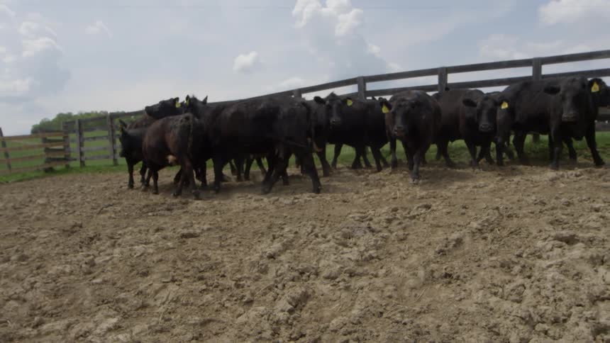 A group of cows are near a fence on a field