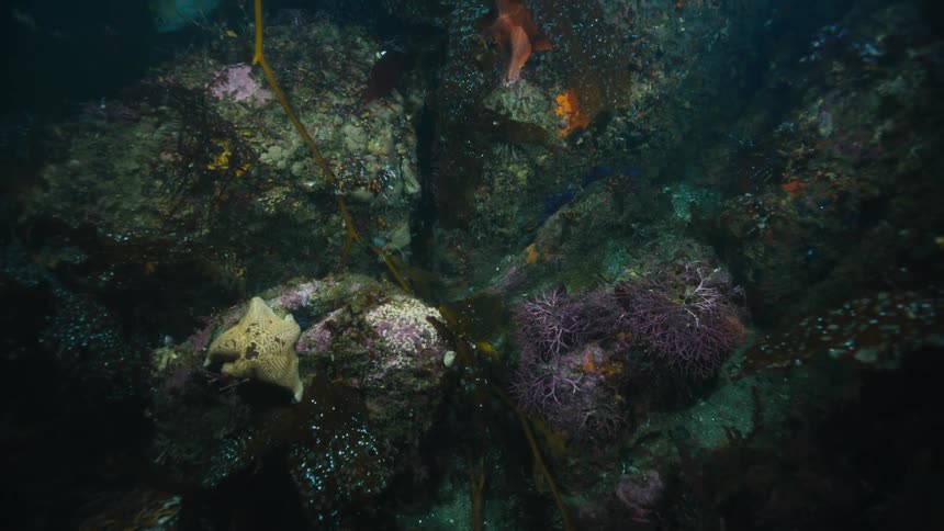 Swimming above colorful sea life in the ocean