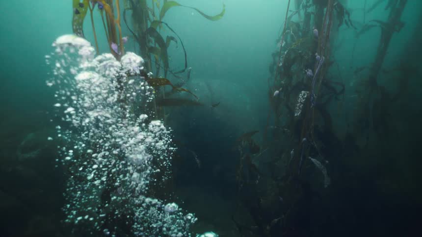 Bubbles are floating underwater