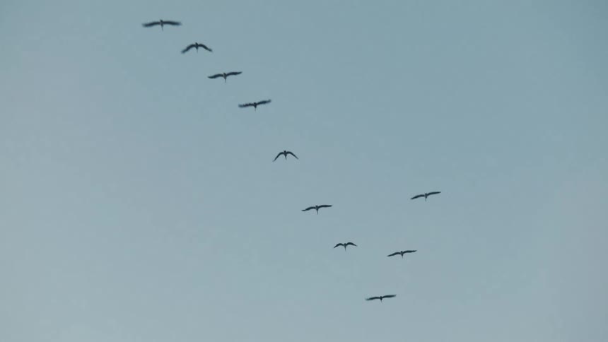 A group of birds flying in a blue sky