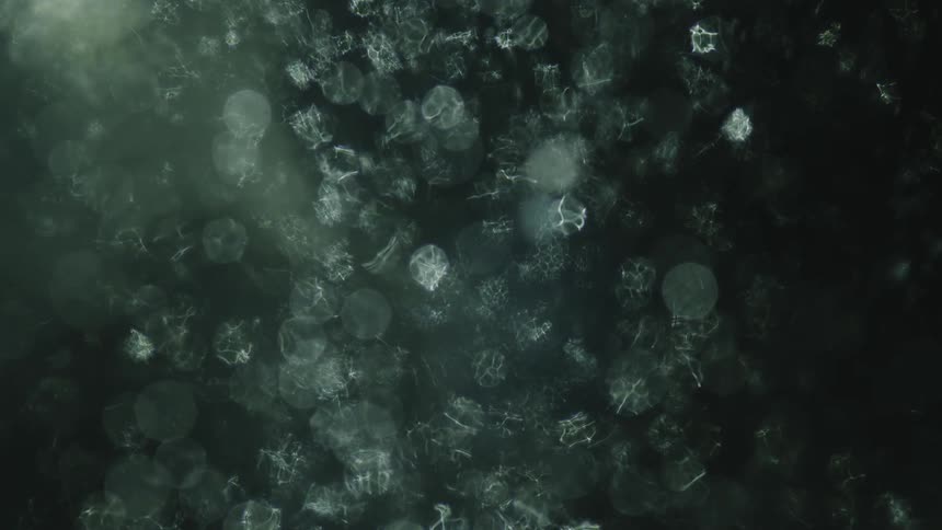 Spots float in the frozen water