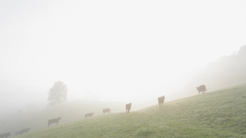 Cows walk along this grassy hill