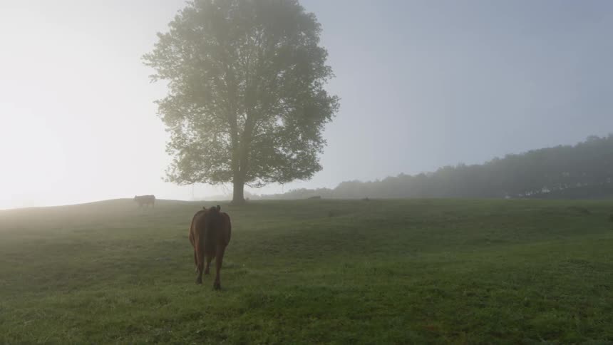 A cow running up a foggy hillside
