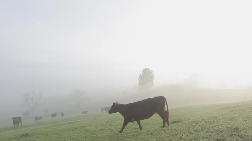 Cows are walking on this grass filled hill on a foggy day