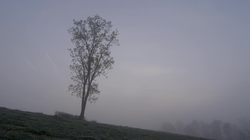 A single tree sits on the hill on a cloudy day