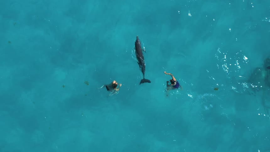 Aerial of women in swimsuit and bikini swimming with dolphins