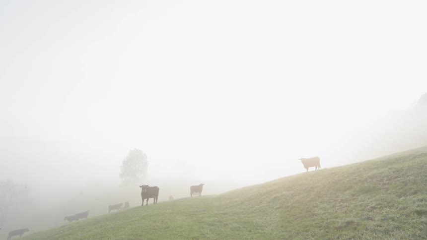 Cows are on this grass covered hill covered with fog