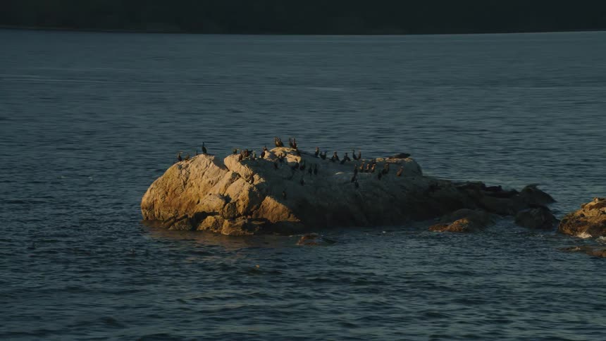 Birds fly all around the island