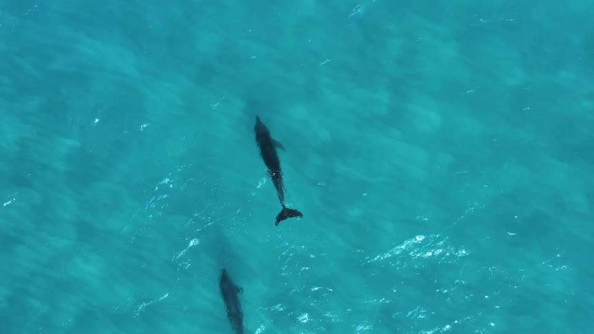 Two dolphins swimming in reflective crystal clear water