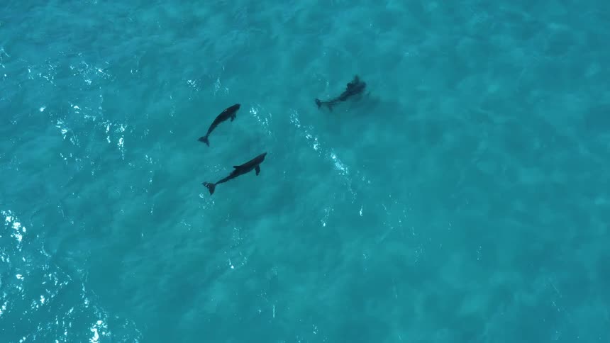 Aerial view of a pod of dolphins swimming in the blue ocean