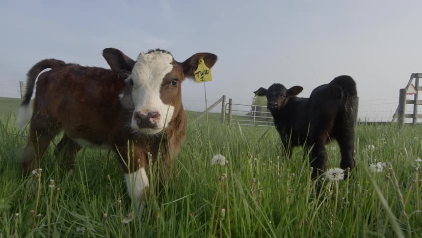 Two cows are standing in the tall grass