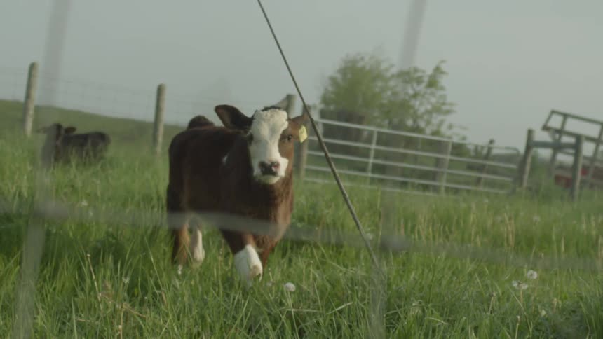 A cow is walking through tall grass