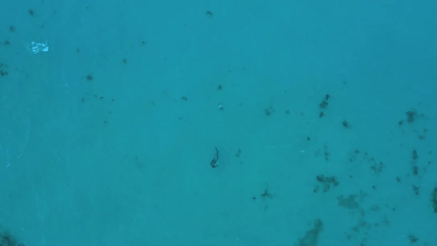 Dolphins play together in clear turquoise ocean water