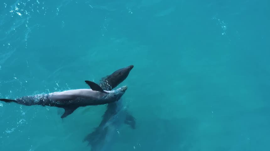 Three dolphins swim together through blue water