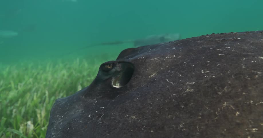 Stingrays swimming in the sea with fish passing in the background