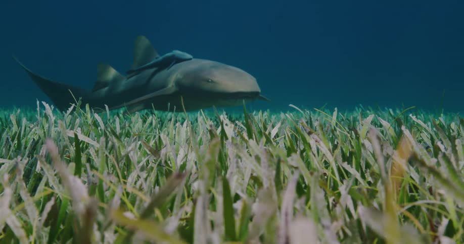 Shark swims over sea grass with a small fish attached to its back