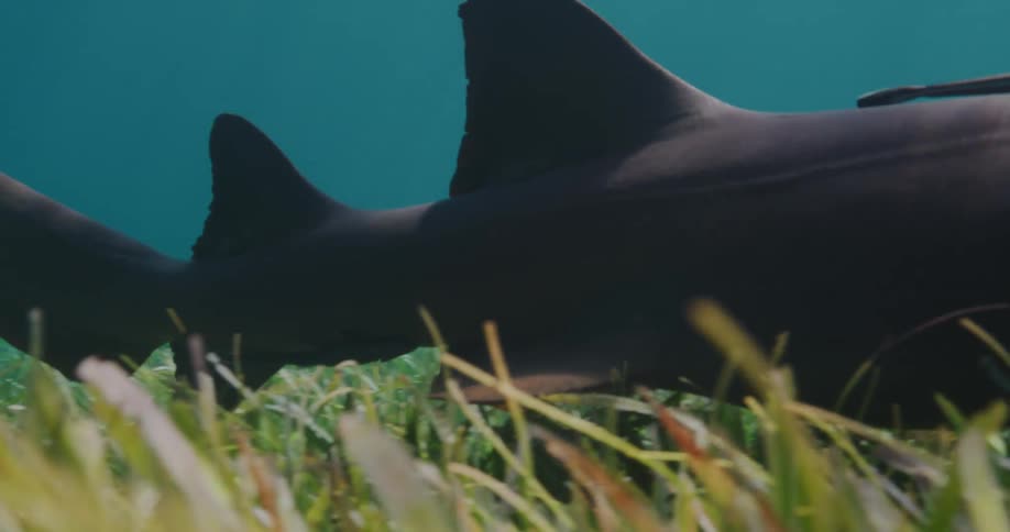 Nurse shark swimming over seagrass