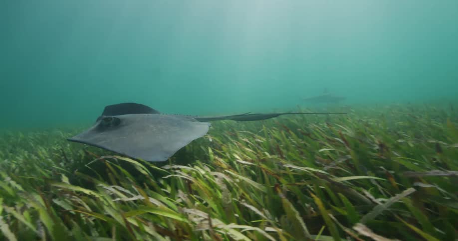 Stingrays swimming over seaweed in the ocean