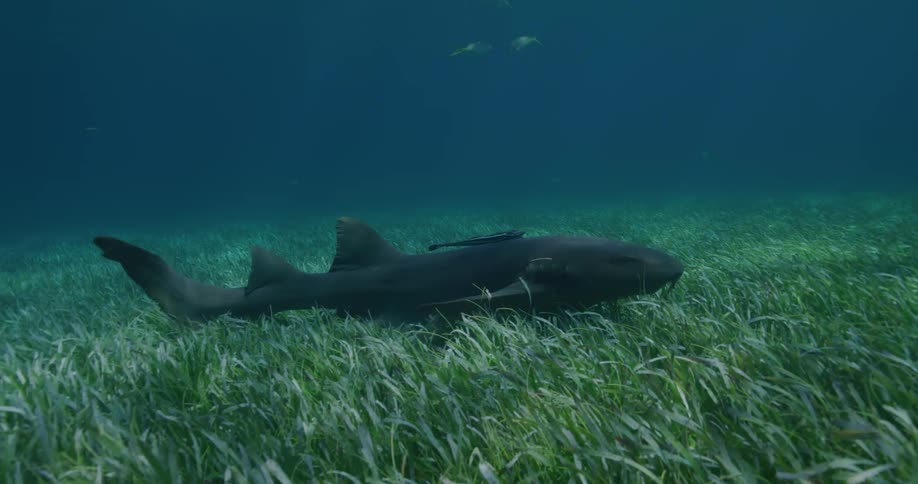 A shark swims with fish nearby