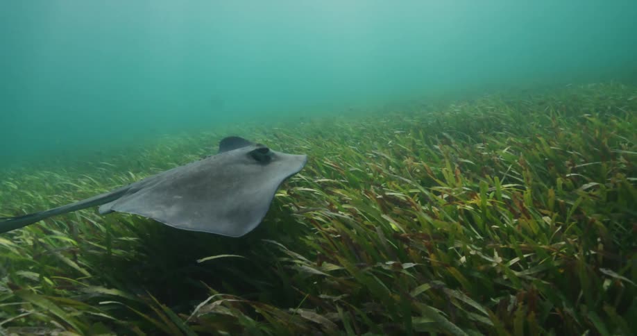 A small stingray swimming in the sea with a fish above it