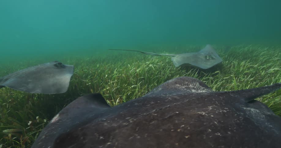 View from inside the sea of stingrays with a fish swimming by