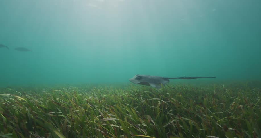 Stingray swims close to the sea bed