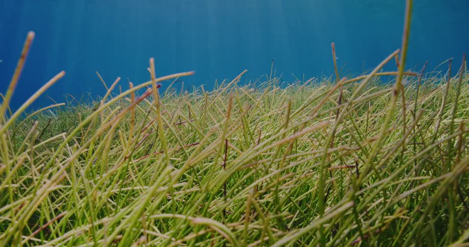 The seabed is covered in green