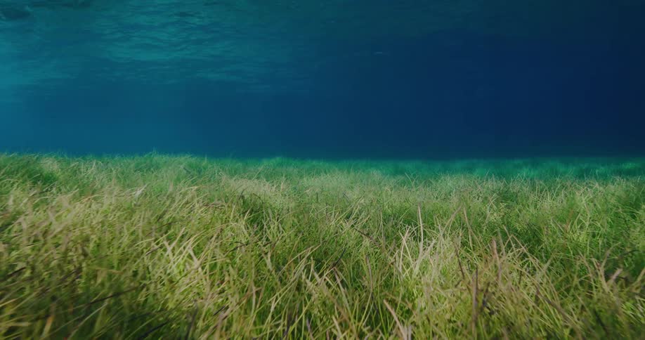 The sea floor is covered with seaweed
