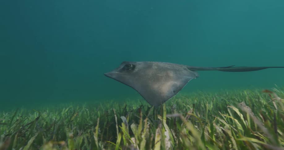 Stingrays swimming over seaweed in the ocean