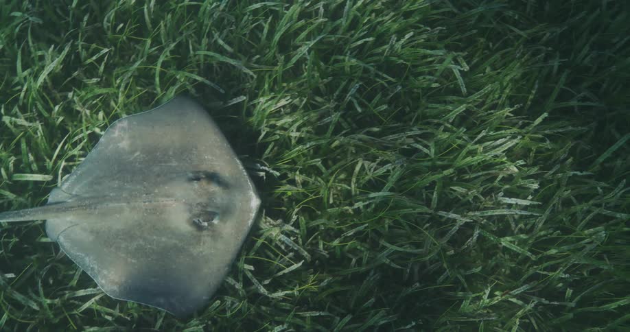Stingray swimming over seaweed in the ocean