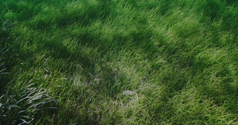 Moving light and shadows dancing over sea grass