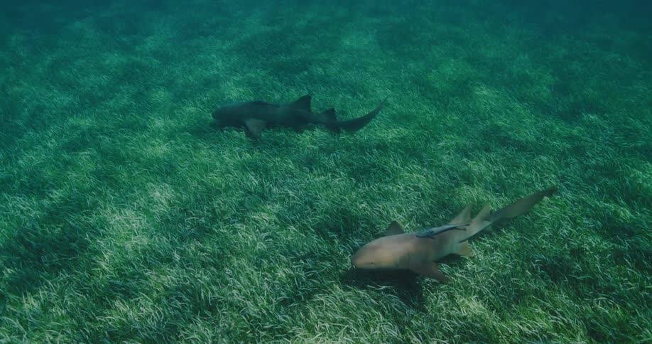 Two sharks swimming underwater at midday