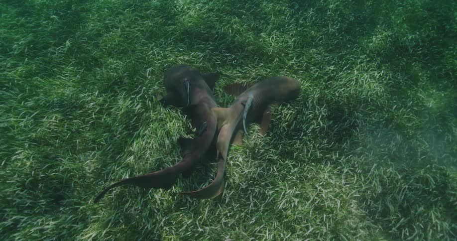 The sea life swims on the green sea bed